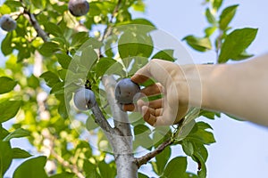 The process of harvest yummy plum from green tree in summer season b