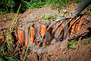 Process of harvesting carrots with pitchfork. Farming and gardening. Vegetable yielding