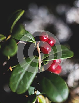 Process of harvesting and collecting berries in the national park of Finland, girl picking cowberry, cranberry, lingonberry and