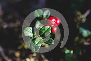 Process of harvesting and collecting berries in the national park of Finland, girl picking cowberry, cranberry, lingonberry and