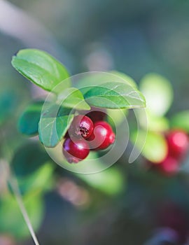 Process of harvesting and collecting berries in the national park of Finland, girl picking cowberry, cranberry, lingonberry and