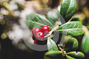 Process of harvesting and collecting berries in the national park of Finland, girl picking cowberry, cranberry, lingonberry and