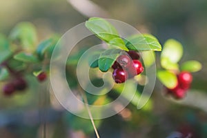 Process of harvesting and collecting berries in the national park of Finland, girl picking cowberry, cranberry, lingonberry and