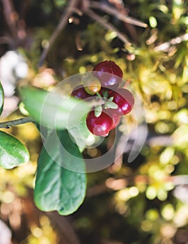 Process of harvesting and collecting berries in the national park of Finland, girl picking cowberry, cranberry, lingonberry and