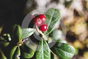 Process of harvesting and collecting berries in the national park of Finland, girl picking cowberry, cranberry, lingonberry and