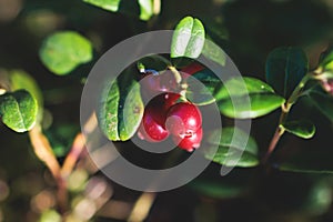 Process of harvesting and collecting berries in the national park of Finland, girl picking cowberry, cranberry, lingonberry and