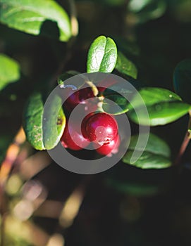 Process of harvesting and collecting berries in the national park of Finland, girl picking cowberry, cranberry, lingonberry and