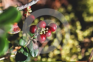 Process of harvesting and collecting berries in the national park of Finland, girl picking cowberry, cranberry, lingonberry and