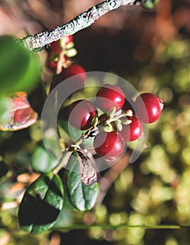 Process of harvesting and collecting berries in the national park of Finland, girl picking cowberry, cranberry, lingonberry and