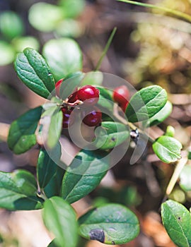 Process of harvesting and collecting berries in the national park of Finland, girl picking cowberry, cranberry, lingonberry and