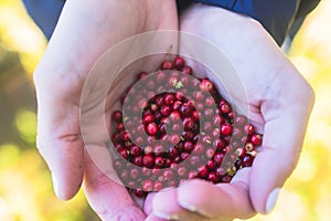 Process of harvesting and collecting berries in the national park of Finland, girl picking cowberry, cranberry, lingonberry and