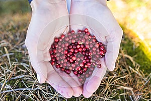 Process of harvesting and collecting berries in the national park of Finland, girl picking cowberry, cranberry, lingonberry and