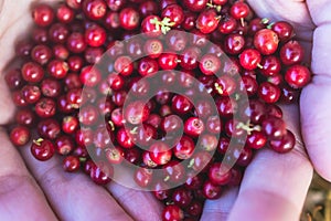 Process of harvesting and collecting berries in the national park of Finland, girl picking cowberry, cranberry, lingonberry and