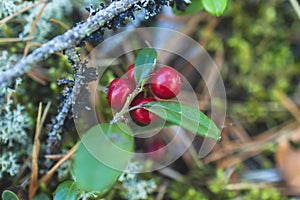 Process of harvesting and collecting berries in the national park of Finland, girl picking cowberry, cranberry, lingonberry and