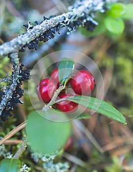 Process of harvesting and collecting berries in the national park of Finland, girl picking cowberry, cranberry, lingonberry and