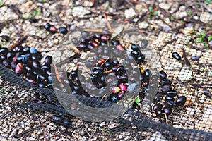 Process of harvesting collecting olives, pile bunch of fresh harvested olives collected on net, close up macro view, dark and