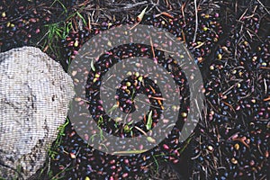 Process of harvesting collecting olives, pile bunch of fresh harvested olives collected on net, close up macro view, dark and