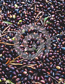 Process of harvesting collecting olives, pile bunch of fresh harvested olives collected on net, close up macro view, dark and