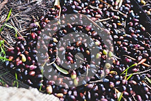 Process of harvesting collecting olives, pile bunch of fresh harvested olives collected on net, close up macro view, dark and