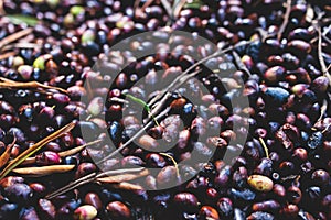 Process of harvesting collecting olives, pile bunch of fresh harvested olives collected on net, close up macro view, dark and