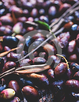 Process of harvesting collecting olives, pile bunch of fresh harvested olives collected on net, close up macro view, dark and