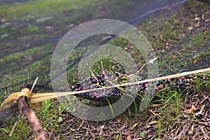 Process of harvesting collecting olives, pile bunch of fresh harvested olives collected on net, close up macro view, dark and