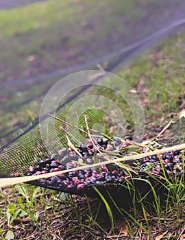 Process of harvesting collecting olives, pile bunch of fresh harvested olives collected on net, close up macro view, dark and