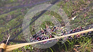 Process of harvesting collecting olives, pile bunch of fresh harvested olives collected on net, close up macro view, dark and