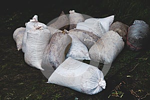 Process of harvesting collecting olives in sacks, bags sack full of fresh harvested olives, collected on net, dark and green