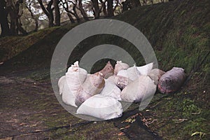 Process of harvesting collecting olives in sacks, bags sack full of fresh harvested olives, collected on net, dark and green