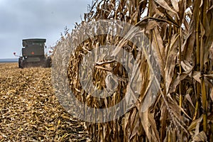 process of harvesting corn field, dry corn leaves