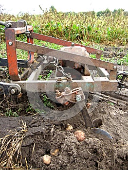 Process of harvesting of a potato