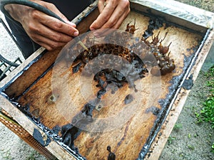 the process of harvesting trigona bee honey, cultivating honey bees. photo