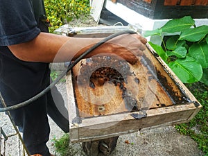 the process of harvesting trigona bee honey, cultivating honey bees.