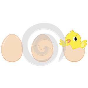 Process of hatching a chicken from an egg