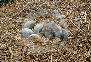The process of hatching cygnets from an egg