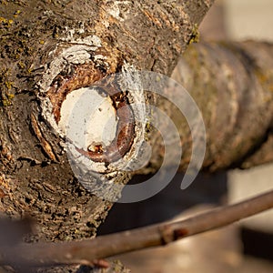 The process of healing a wound on a fruit tree