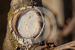 The process of healing a wound on a fruit tree