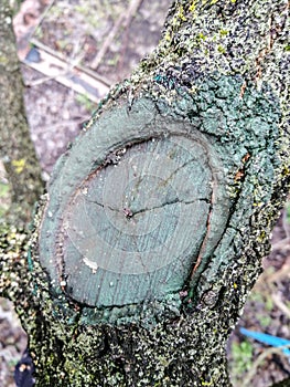 The process of healing a wound on a fruit tree