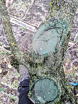 The process of healing a wound on a fruit tree