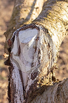 The process of healing a wound on a fruit tree