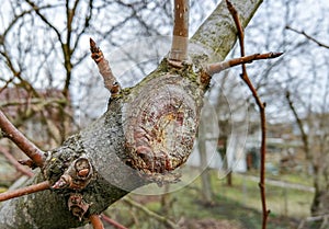 The process of healing a wound on a fruit tree