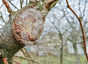 The process of healing a wound on a fruit tree