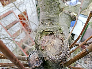 The process of healing a wound on a fruit tree