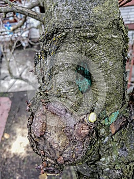 The process of healing a wound on a fruit tree