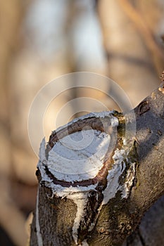 The process of healing a wound on a fruit tree