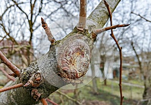 The process of healing a wound on a fruit tree photo