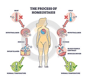 Process of homeostasis as human body temperature regulation outline diagram photo