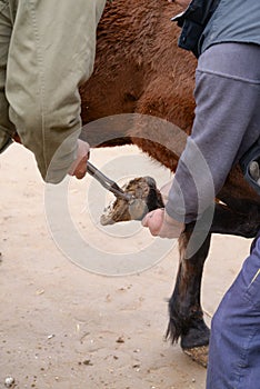 Process of horse hoof repairing close up photo