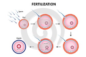 Process of human fertilization